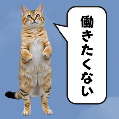 cat standing in japanese