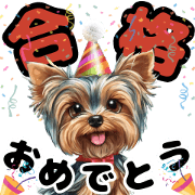 Yorkshire Terrier to celebrate