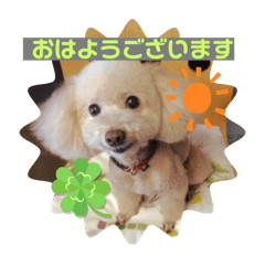 Maron dog's daily life