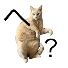 CHUBBY_20241017170328