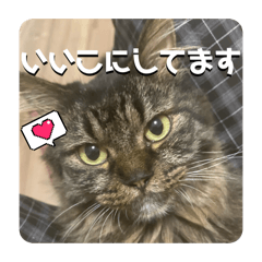 Maruko Cat_22