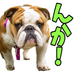 秋田弁☆わんこ