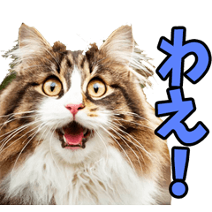 Real cat from Akita