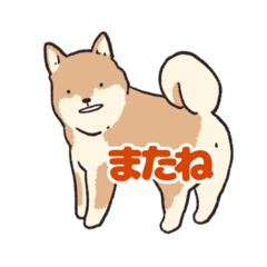 Sunday Shiba Inu