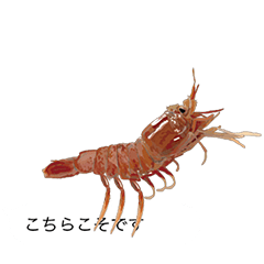 shrimp in a balloon02