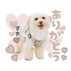 maltipoo_marron