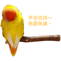 無憂鳥寶寶