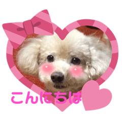 Maron dog's daily life 2