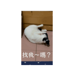 席拉家寶貝集合