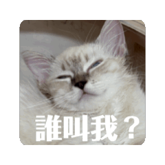 娜比是隻貓2.0