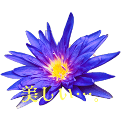 睡蓮など。