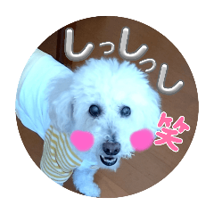 p-tan_20241019110056