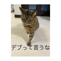 DEBUNEKO_20241019123524