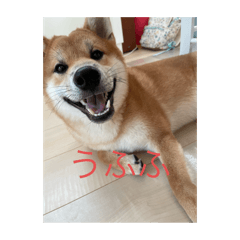 くんぴすたんぷ