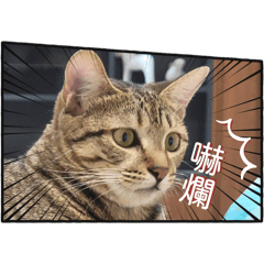 石頭小斑