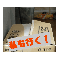 Cute cat Bi-chan sticker