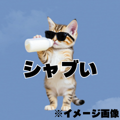 AI sunglasses kitten