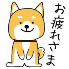 Shibainu_mainichi