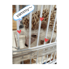 胖胖開趴囉！