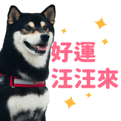 Shiba Inu Boss's expression