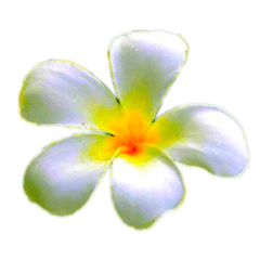 FRANGIPANI PLUMERIA STICKER 1.