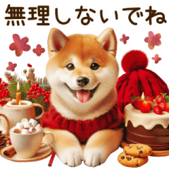 Shiba Inu's winter daily life