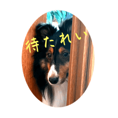 Sheltie_Maron