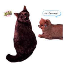 Chonlada_20241020190327