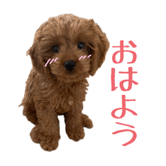 愛犬のラムちゃん