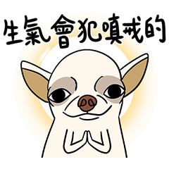 Chihuahuas are good family pets 44