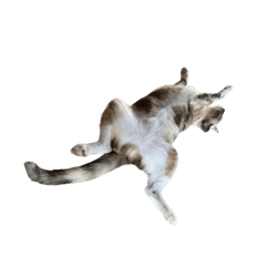 Cha Pa_20241020205801