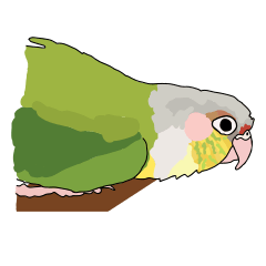 Cute Pineapple Conure