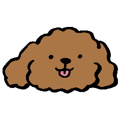 Everyday!ToyPoodle