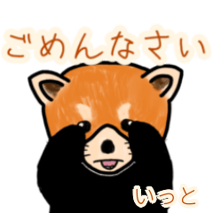 Itto's lesser panda