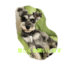 Sakura Saku_20241020195957