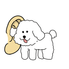 Moving Bichon Frize sticker 4