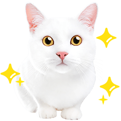 White Cat photo sticker