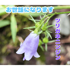 Autumn wild flowers in Sakawa forest.