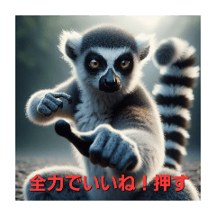 Kung Fu pose ring-tailed lemur