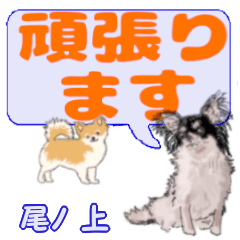 Onoue's letters Chihuahua