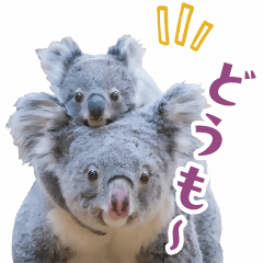 the koalas @Higashiyama Z&BG