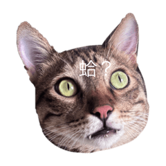 佳佳佑佑