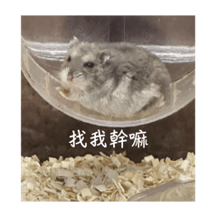 小笨鼠的一生
