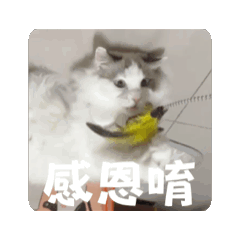 傲嬌的胖豬菌
