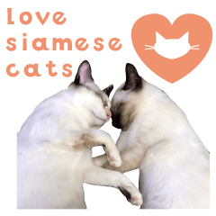 love siamese cats