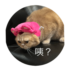 張小八七