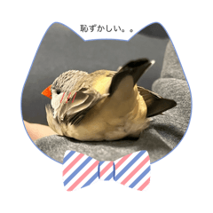 pupu_20241022232130