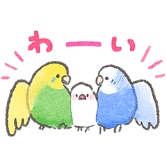 Java Sparrow & Bird Friends Chat