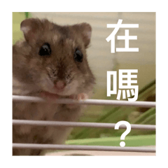 罵包包かわいい