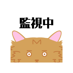 tanuki_20241022194211